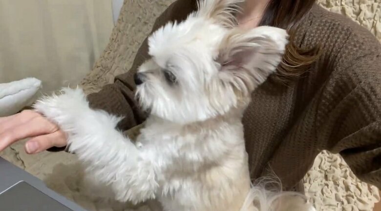 飼い主さんが再び手を伸ばすと、ぽんたくんも再び阻止