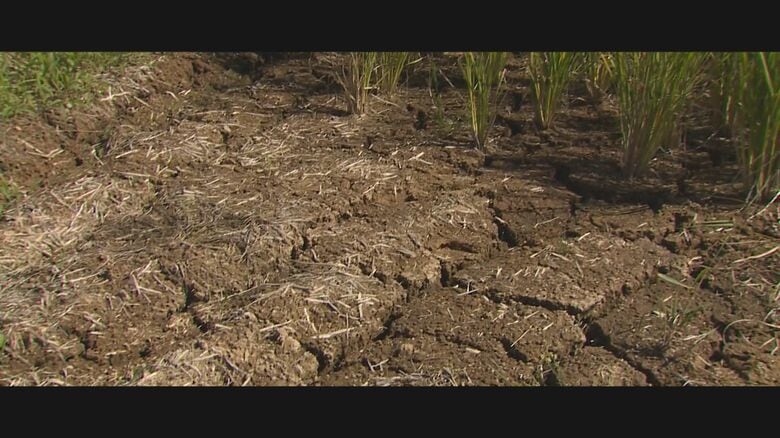 猛暑の中…農家の努力でA評価を維持（資料）