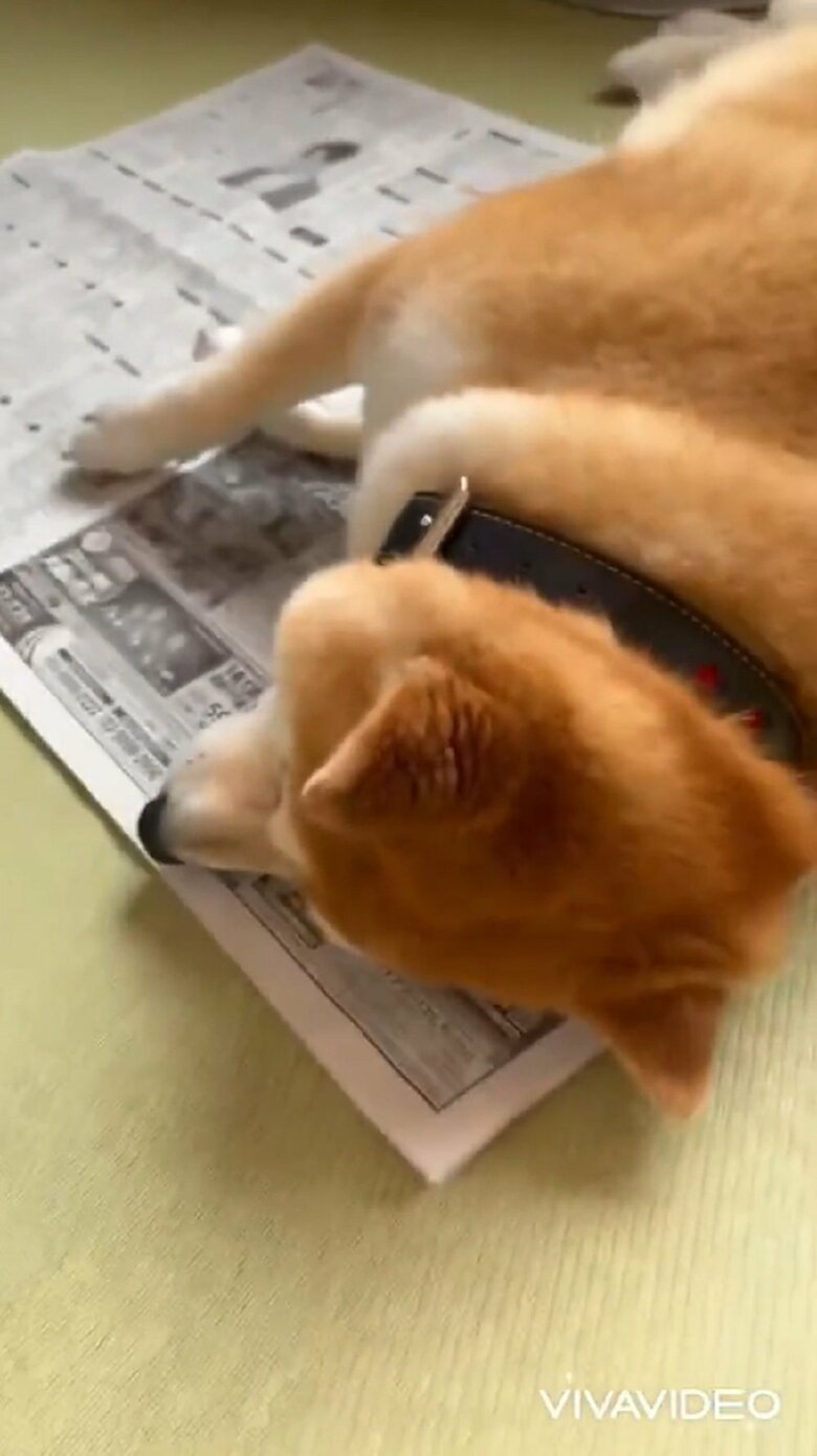 なでてもらって満足したのか、福くんは元に戻ってしまった