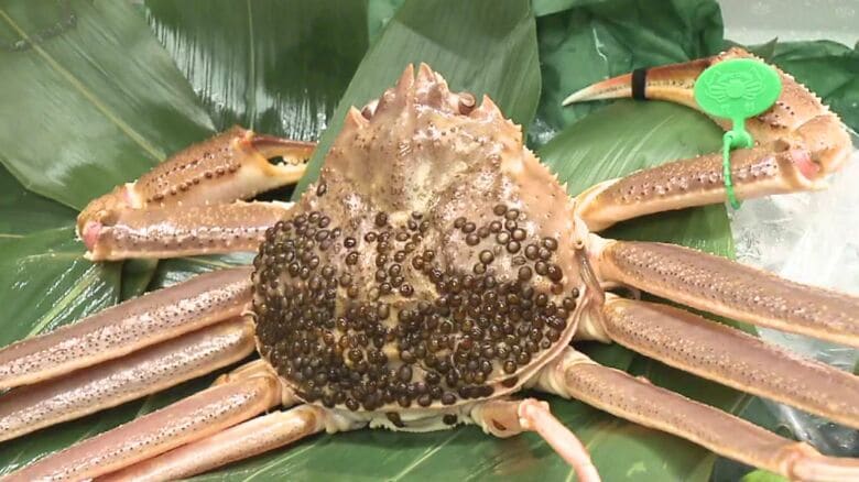 タグがつけられた間人ガニ