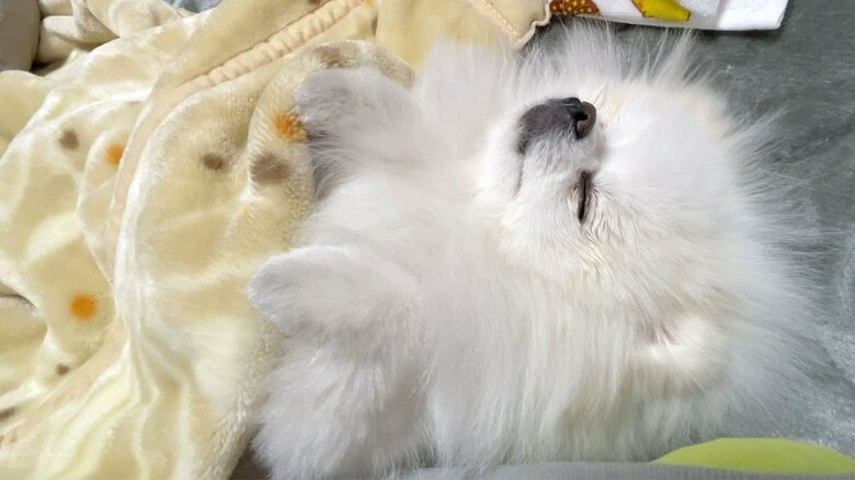 布団をしっかりかぶっておやすみ