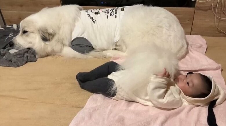 娘さんを尻尾であやしている？