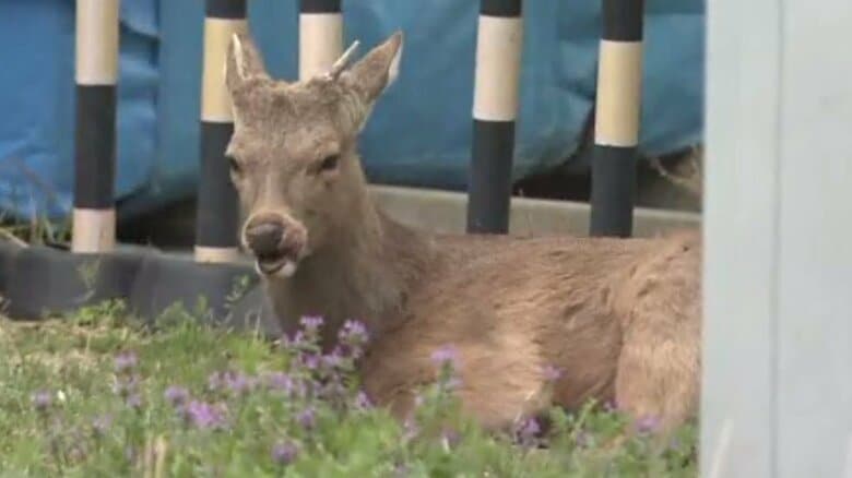 捕獲される前の「シカやん」