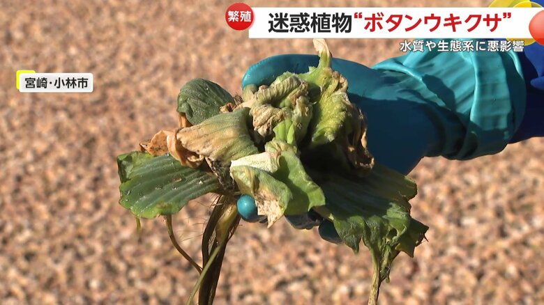 もともとは鑑賞用に輸入された南アフリカ原産の水草