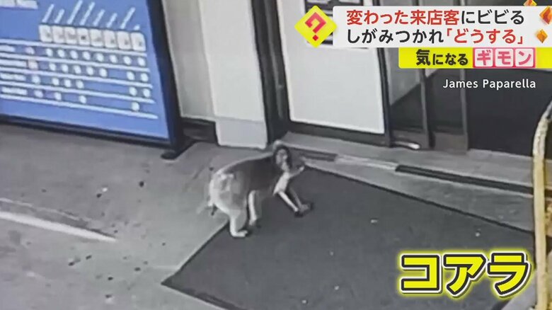 カメラが捉えた小さな灰色のコアラ
