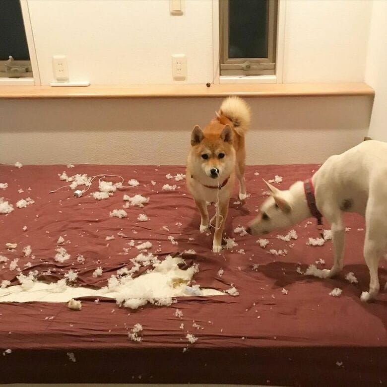 提供：柴犬ハル&雑種すずさん