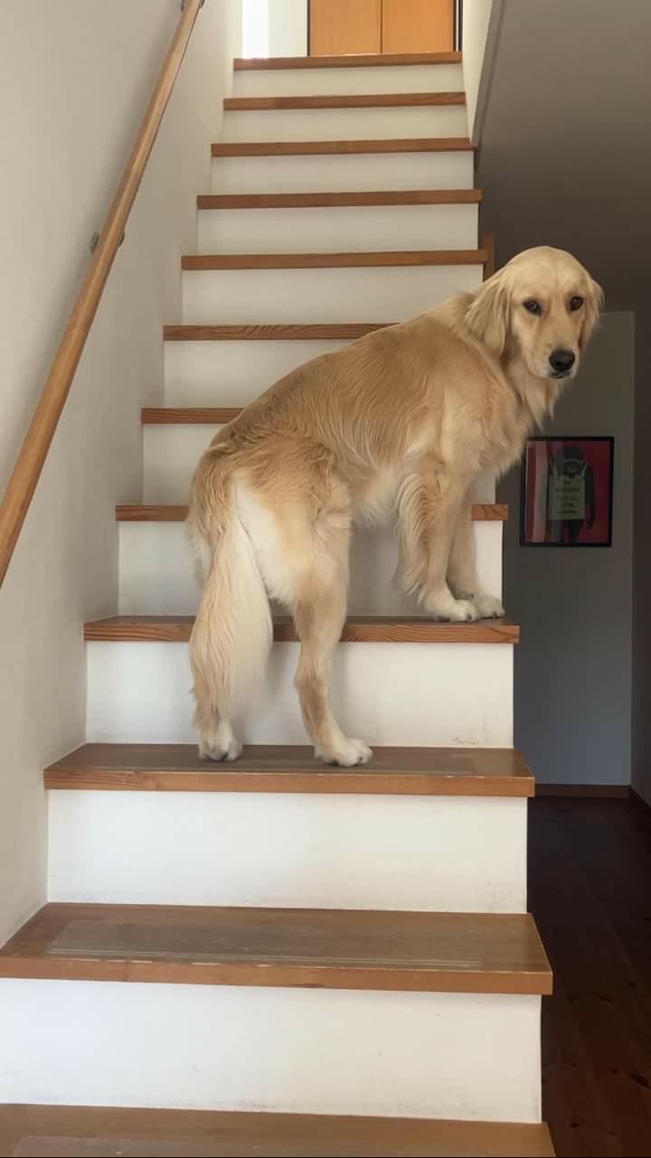 普段のお出迎えスタイル（提供：エマさん）