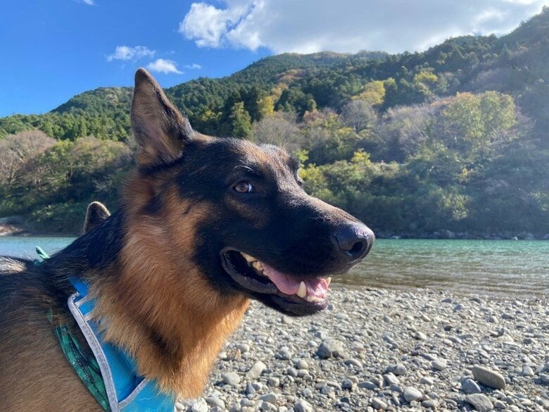 BOBIくん（提供：Tobi and Bobiシェパード兄弟犬さん）
