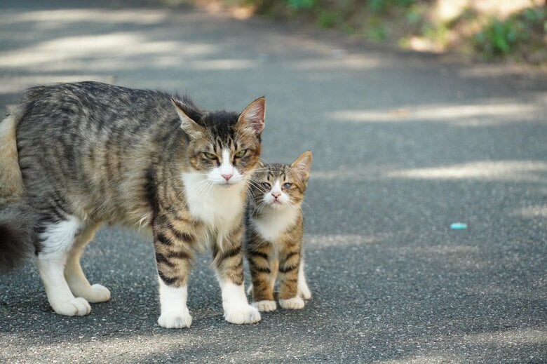 （画像はイメージ）