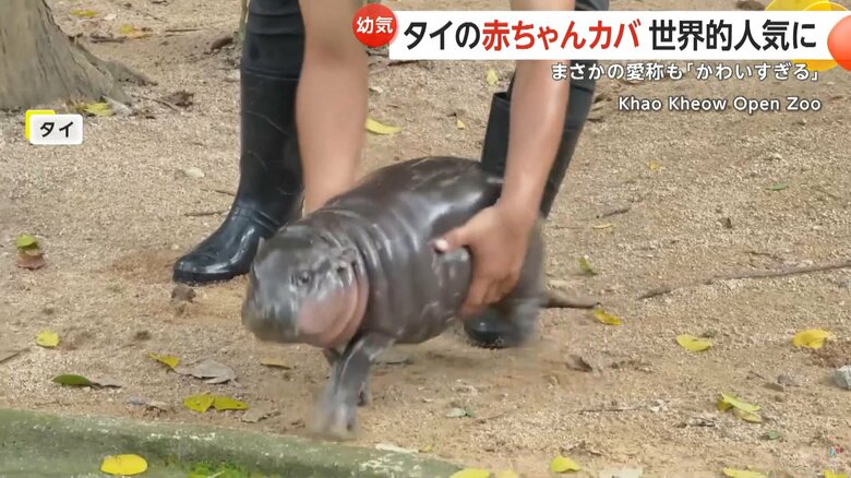 飼育員が抱きかかえようとすると、逃げ出そうとする赤ちゃんカバ