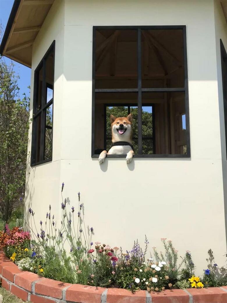 提供：柴犬けいちゃん