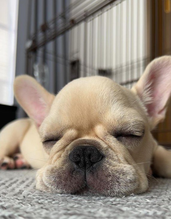 提供：みるくちゃん