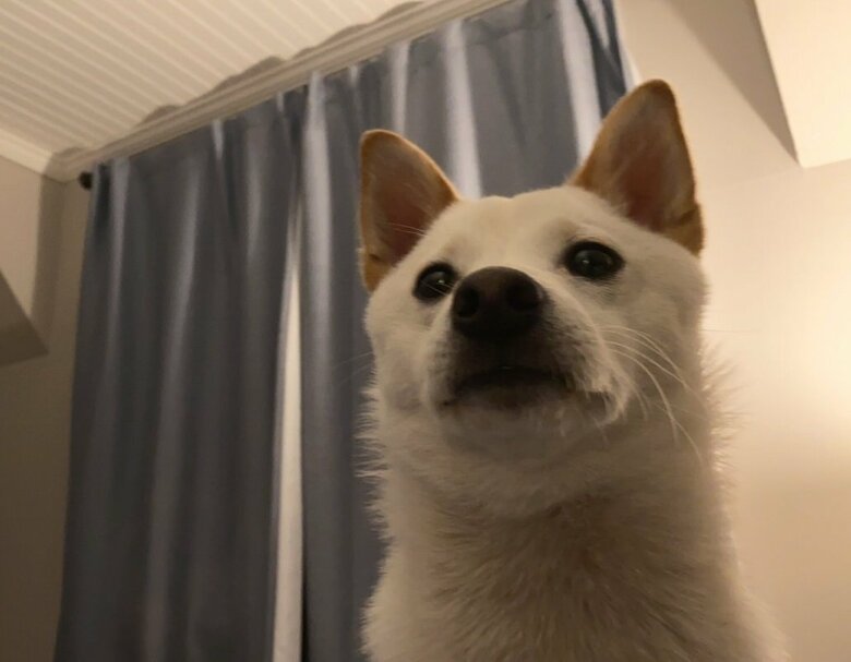 飼い主さんが「インカメ」で撮ったくま君。この日はカメラにかなり接近