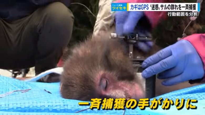 2023年2月　眠らせたサルの首にGPS装着