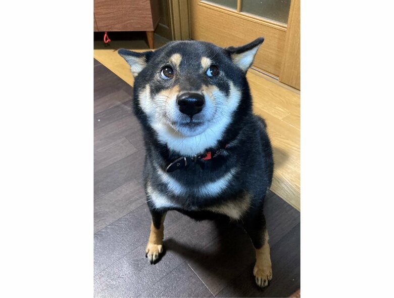 提供：黒柴ぎん@快杜号さん