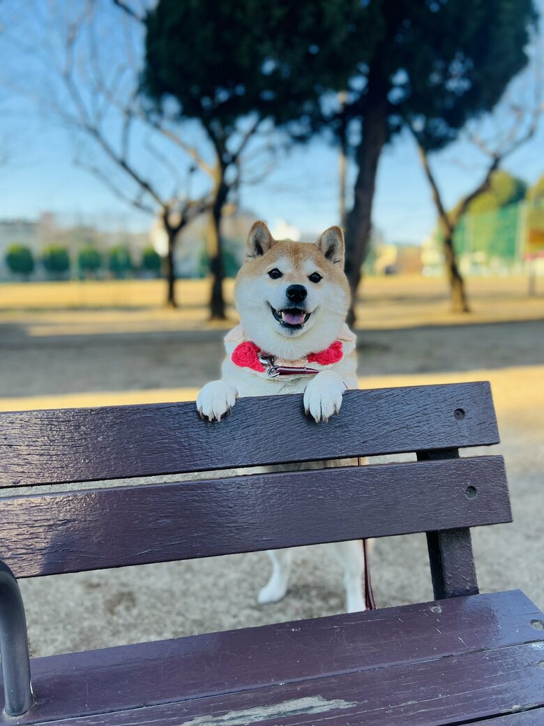 画像提供：柴犬ハナさん