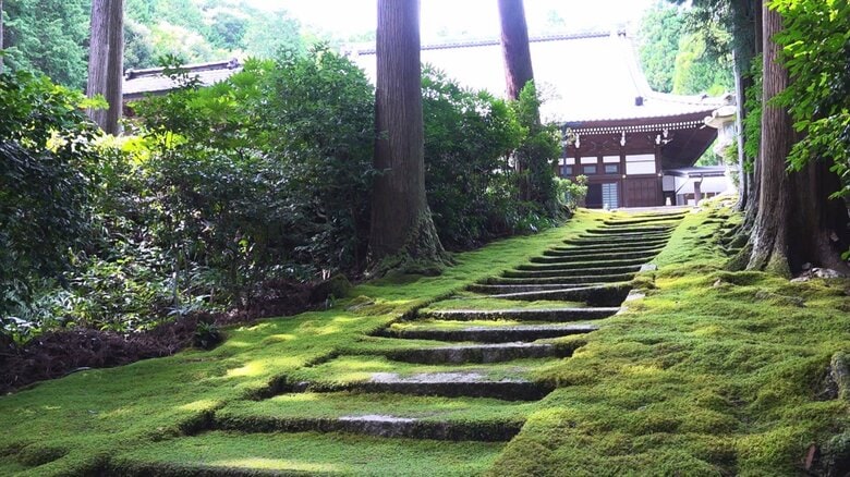 参道を覆うコケ