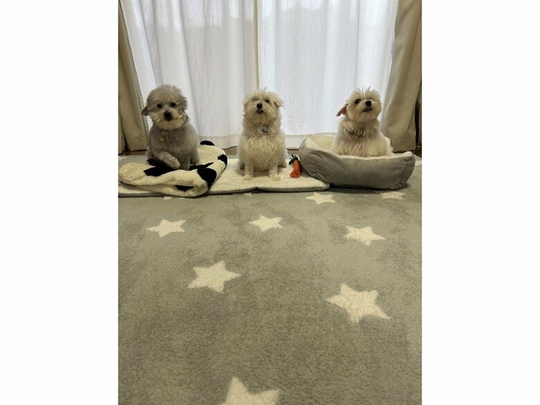 （画像：飼い主さん提供）