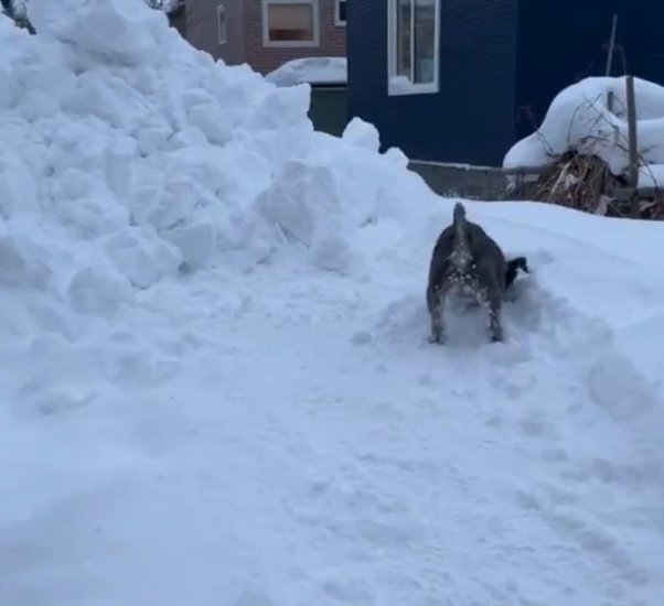 雪に顔を突っ込む（提供：くぅさん）