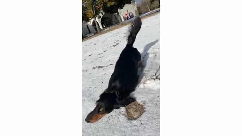 雪にスリスリして前進