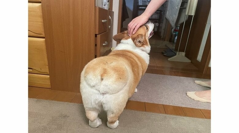 褒められているはなちゃん