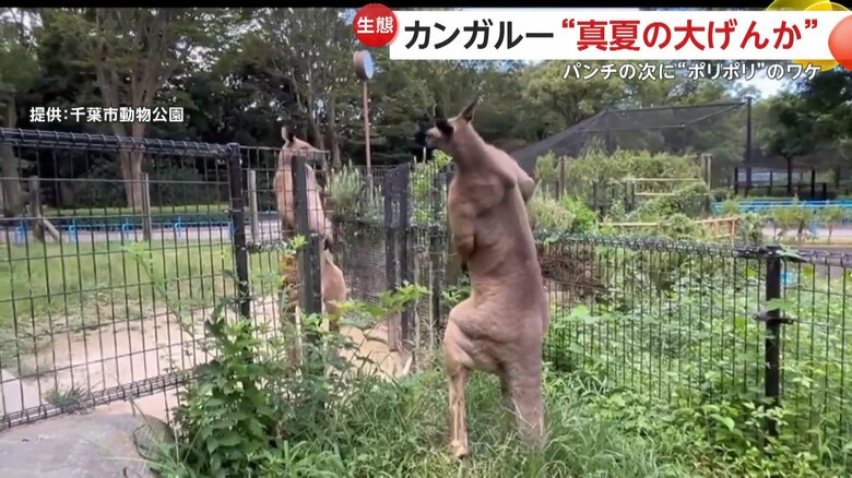 なぜか同時に体をかき始める2匹