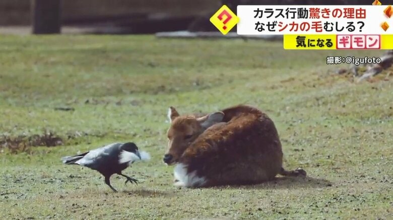 シカは気にしていないのかじっとカラスを見つめているだけ