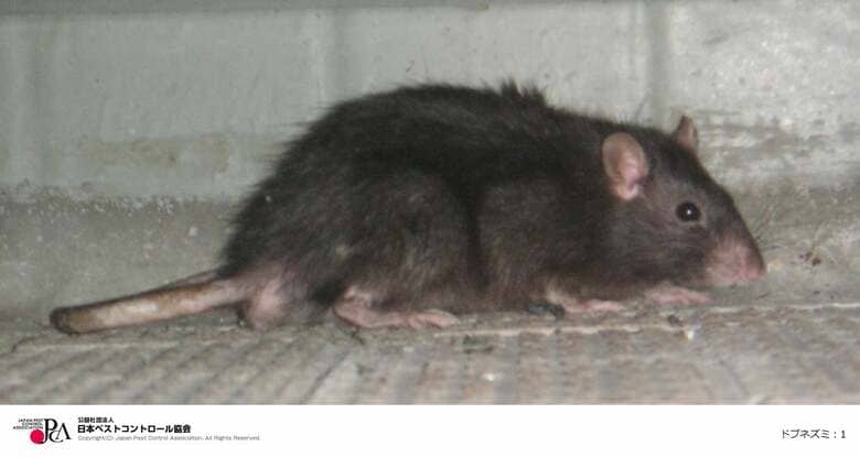 ドブネズミ（日本ペストコントロール協会）