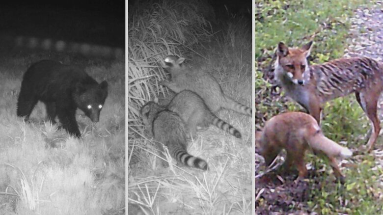 カメラに映ったクマ・アライグマ・キツネ