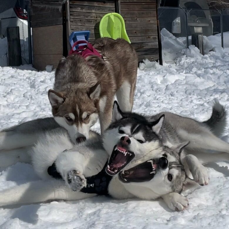 上：クルトくん　真ん中：ムイちゃん　下：シンバくん