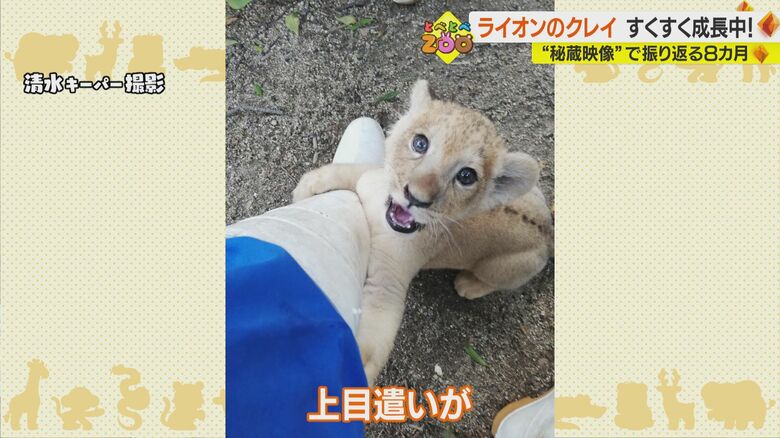 清水キーパー撮影