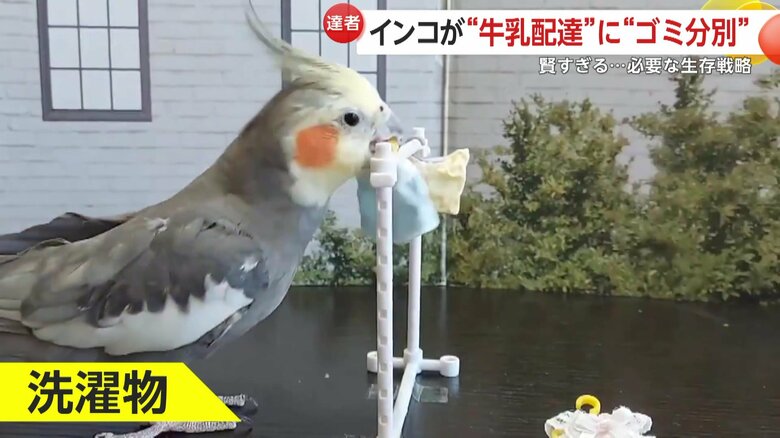 洗濯物を干したり、落ちているゴミを拾うことができるという2羽