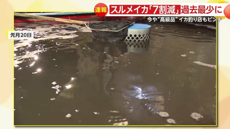 以前、スルメイカの代わりにアオリイカを入れるといけすが真っ黒に…