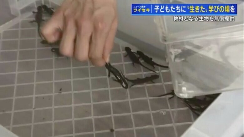 「イモリ」を見たことのない児童・生徒のために…