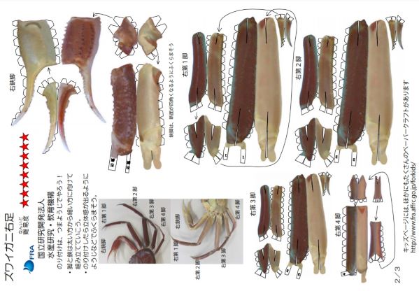 ズワイガニの型紙の一部（国立研究開発法人 水産研究・教育機構HP）