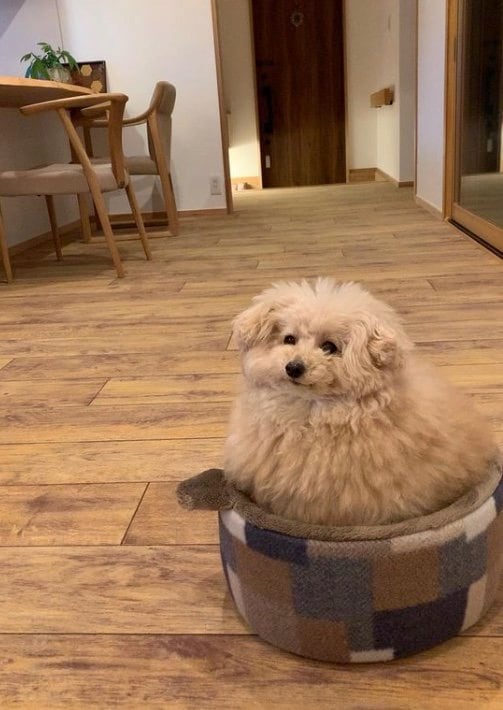 提供：＠tsuru_323さん