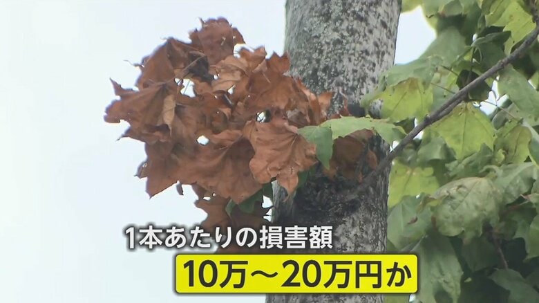 街路樹が枯れてしまった場合の専門家試算