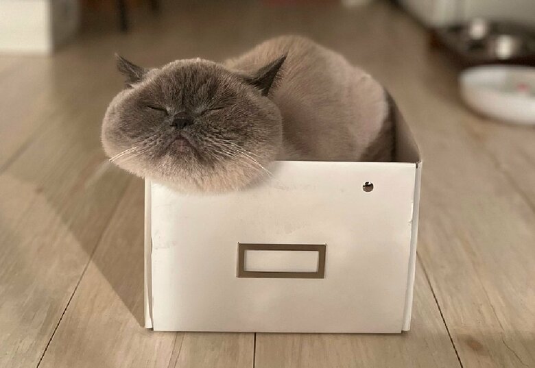 箱に入って満足気な様子