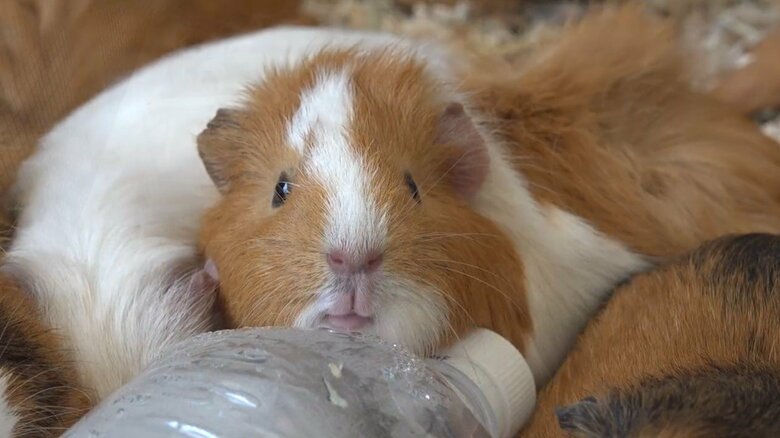 画像提供：公益財団法人東京動物園協会