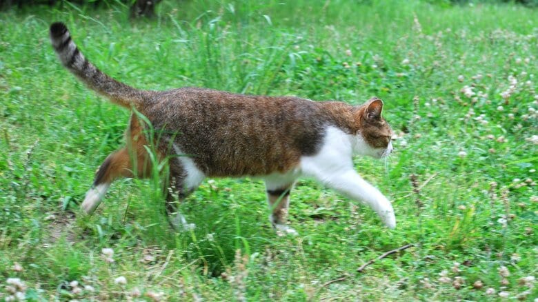 当然だが、外で生きている猫は感染症にかかっている可能性もある（画像はイメージ）