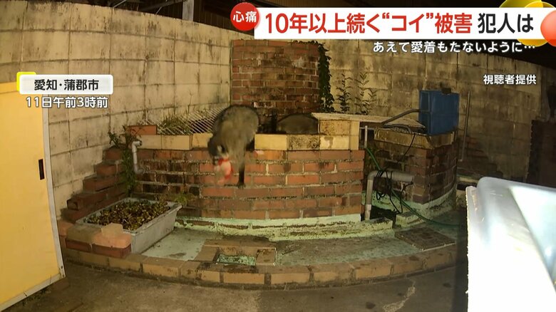 アライグマがコイを咥えて去っていく一部始終②