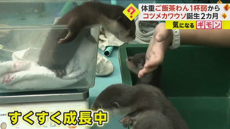 身を乗り出して、飼育員の手に近づくコツメカワウソ