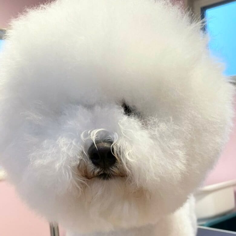 トリミング前
