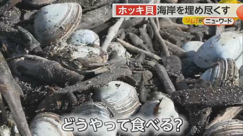 北海道厚真町の海岸に打ち上げった大量のホッキ貝