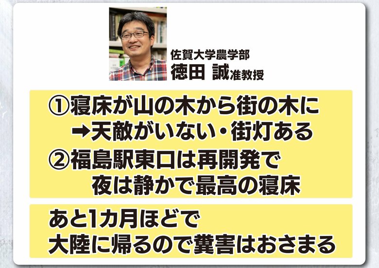 天敵がおらず　夜は静かで最高の寝床に