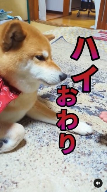 提供：柴犬スティーブch【コーギーと猫を添えて】さん