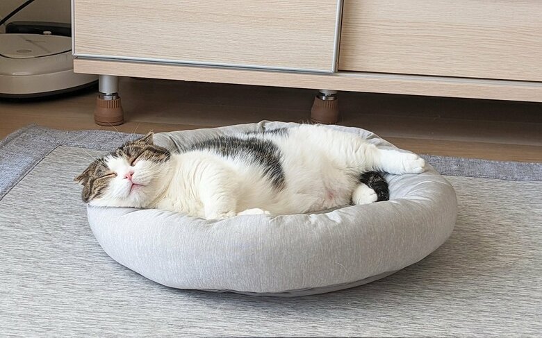 ぐっすり幸せそうに寝ている鉄朗くん