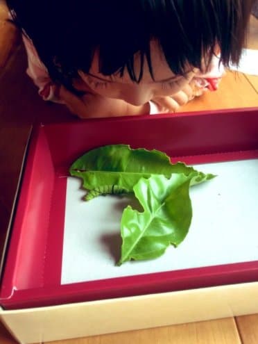 芋虫を「しつけ中」の娘さん
