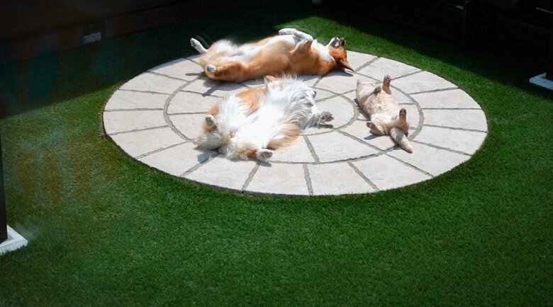 提供：ちい むう ととろさん