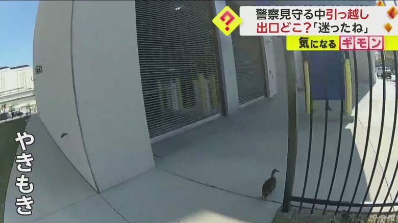 警察官に見守られて公園の池を目指すカモの親子の引っ越しシーン一連画像⑨